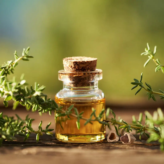 The Beauty Secret of Pili Nut Oil: Benefits & Easy DIY