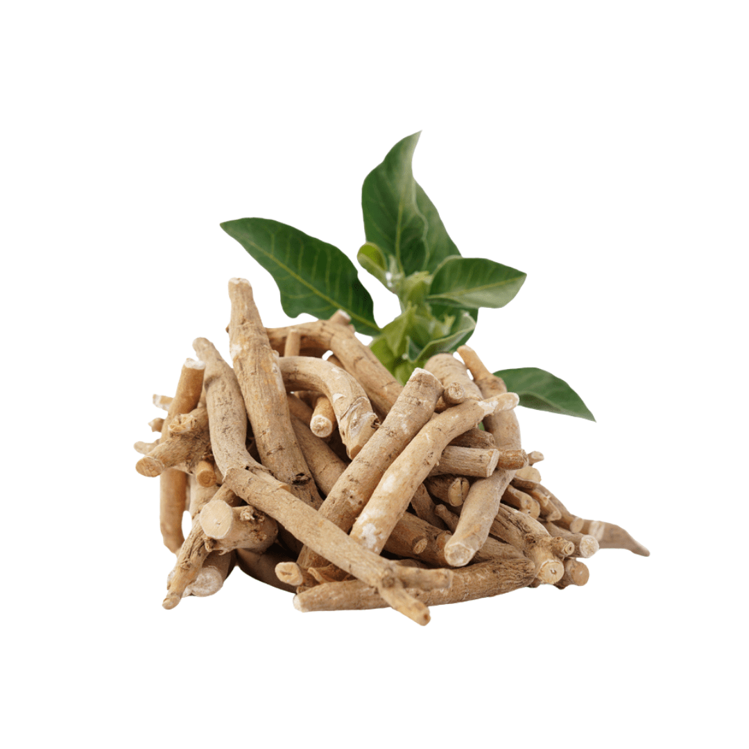 Ashwagandha Oil (Withania Somnifera) • Supports Skin Resilience + Nourishing & Adaptogenic Benefits - Qualerex Beauty