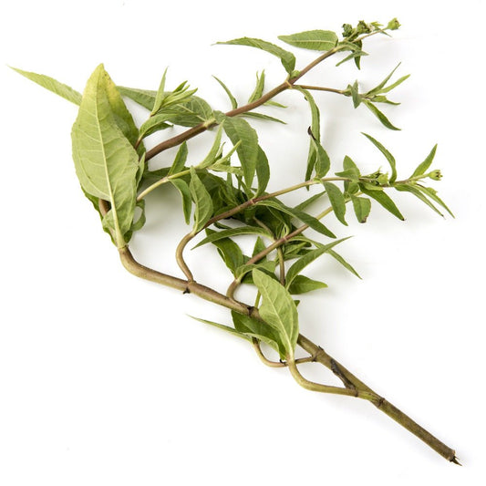 Bhringraj Oil (Eclipta Alba) • DIY Hair Growth & Scalp Treatment for Healthy, Shiny Hair - Qualerex Beauty