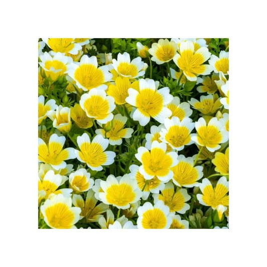 Meadowfoam Seed Oil • Expeller Pressed • Limnanthes Alba • Wrinkle Reduction • Hydration Preservation • Anti - Aging Beauty Oil - Qualerex Beauty